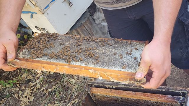 🍯 🐝 Honeycomb Cutting 🐝 🍯